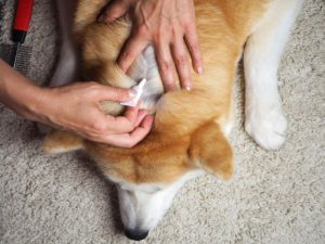 Czym ochronić psa od kleszczy